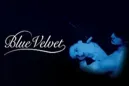 Blue Velvet Blue Velvet